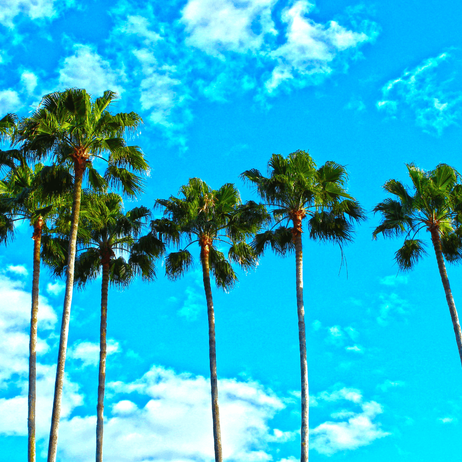 Orlando vacation must-dos featuring tall palm trees under a bright blue sky