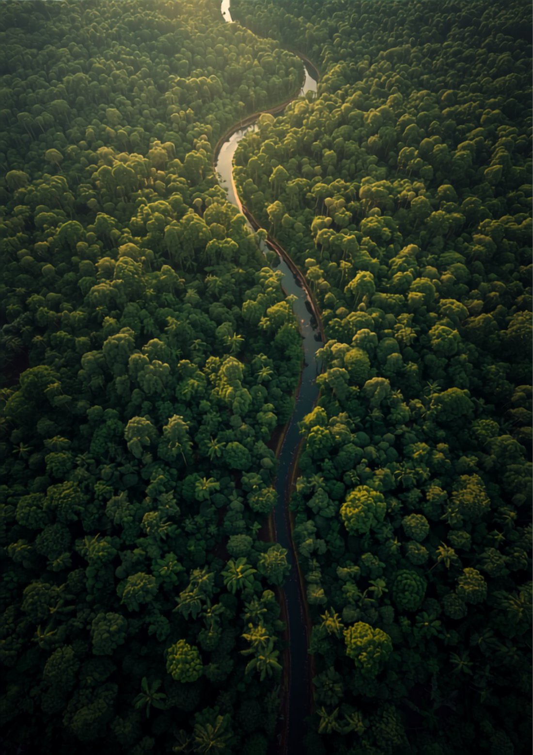 Amazon River Brazil aerial view of dense rainforest jungle at golden hour