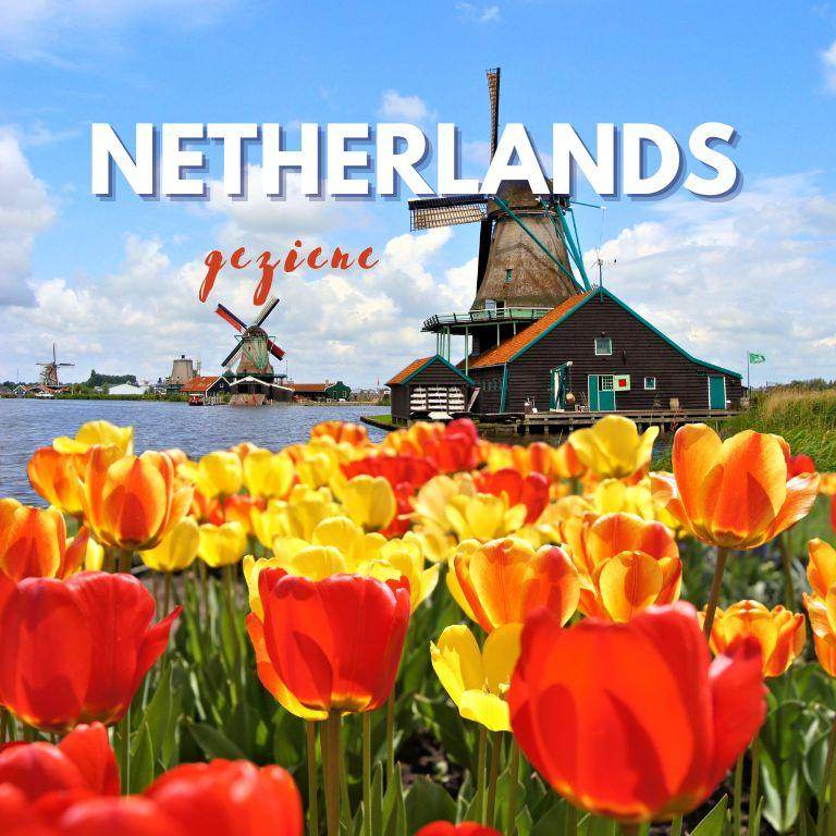 Colorful tulips in front of traditional windmills, showcasing Netherlands vacation tips