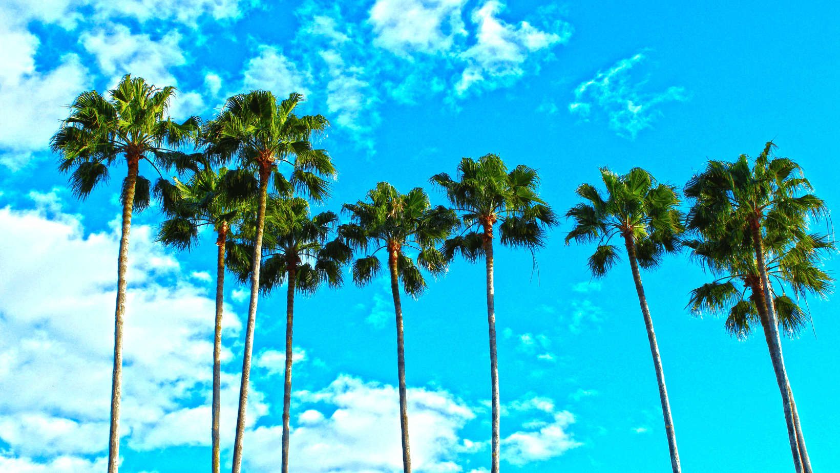 Orlando vacation must-dos featuring tall palm trees under a bright blue sky