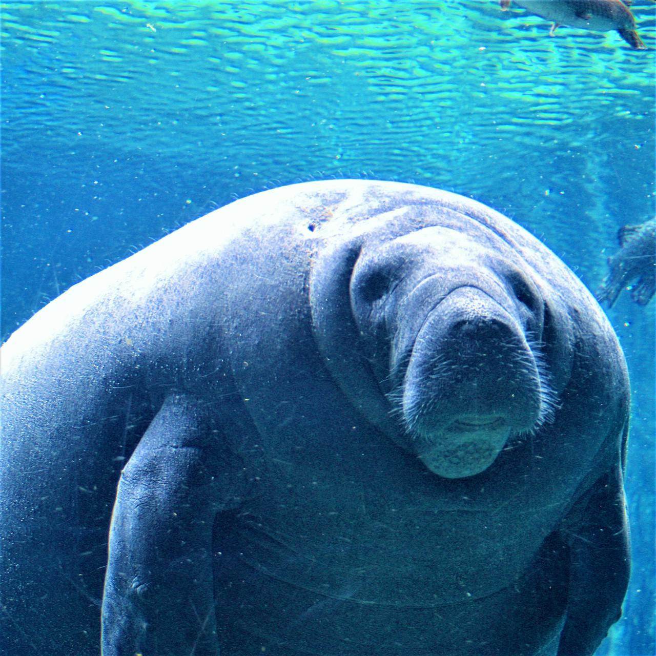 Manatee swimming in clear water, showcasing the beauty of Orlando manatee tours