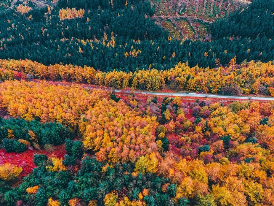 Stunning aerial view of vibrant fall foliage, showcasing the best fall vacation destinations