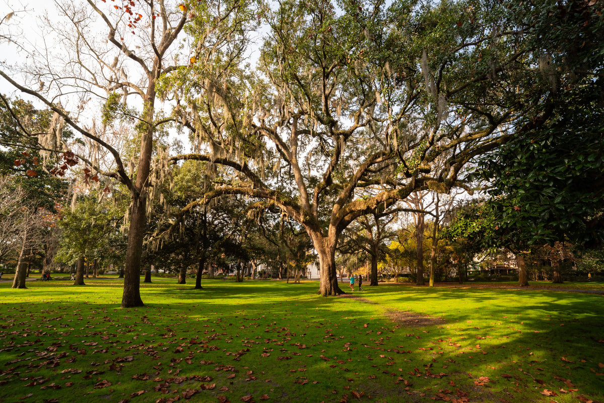 Live oak trees draped in Spanish moss in Forsyth Park, Savannah, Georgia