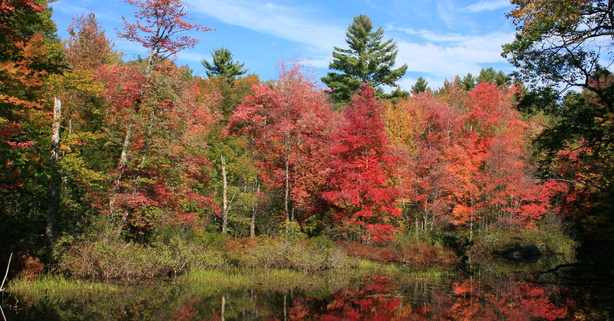 White Mountains fall foliage