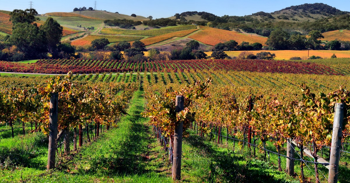 Napa Valley harvest season