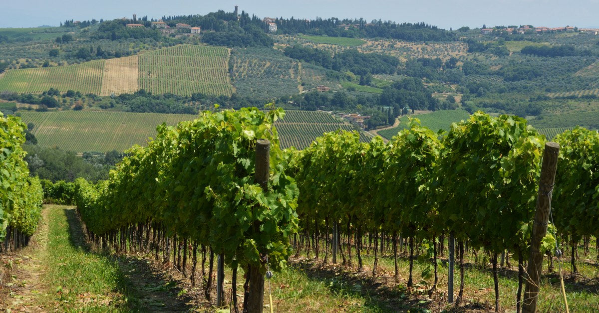 Siena Tuscany vineyard