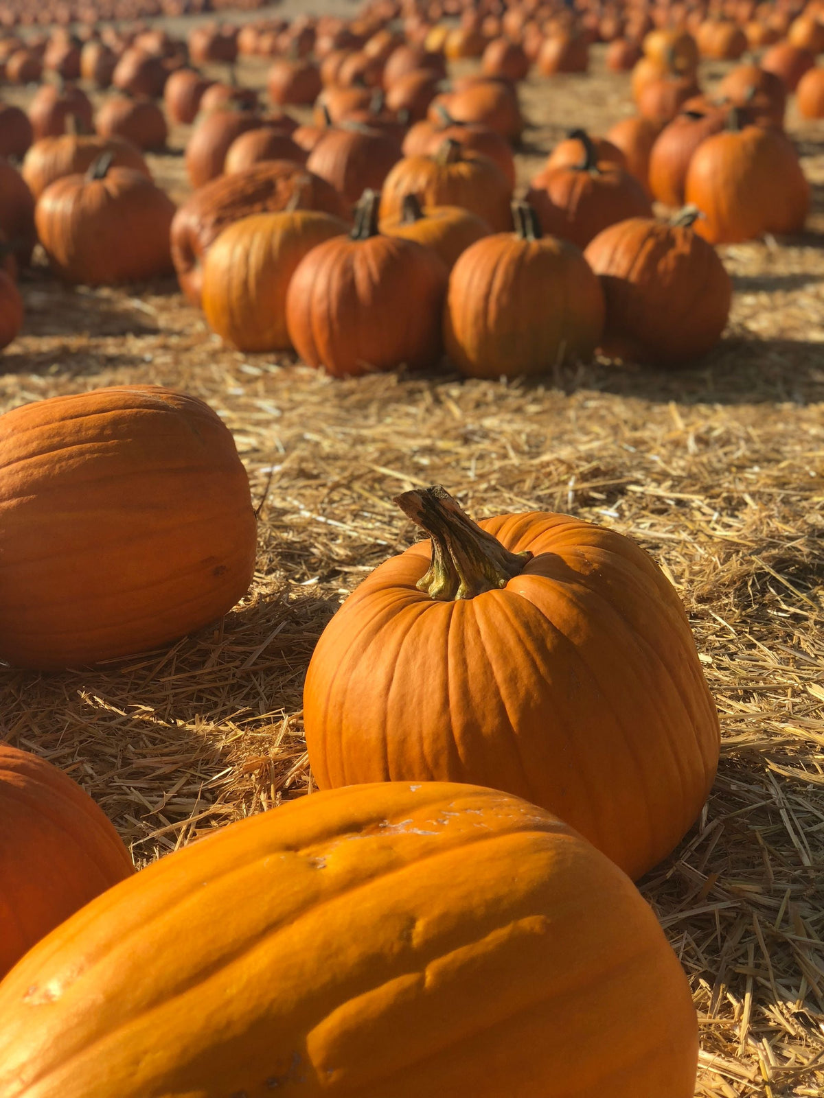 Rows of orange pumpkins at a fall pumpkin patch