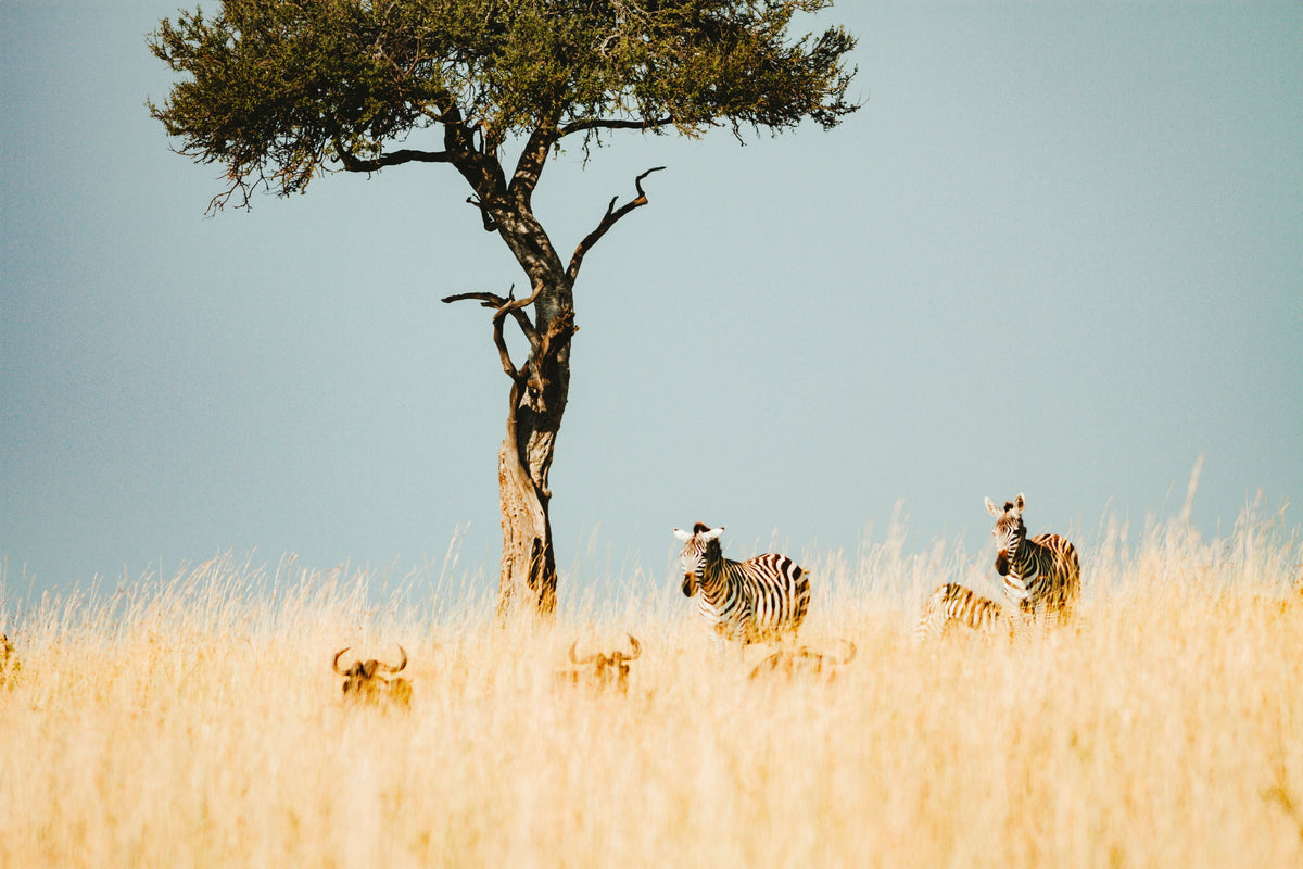 Lioness and cub resting in the Serengeti grasslands at sunset